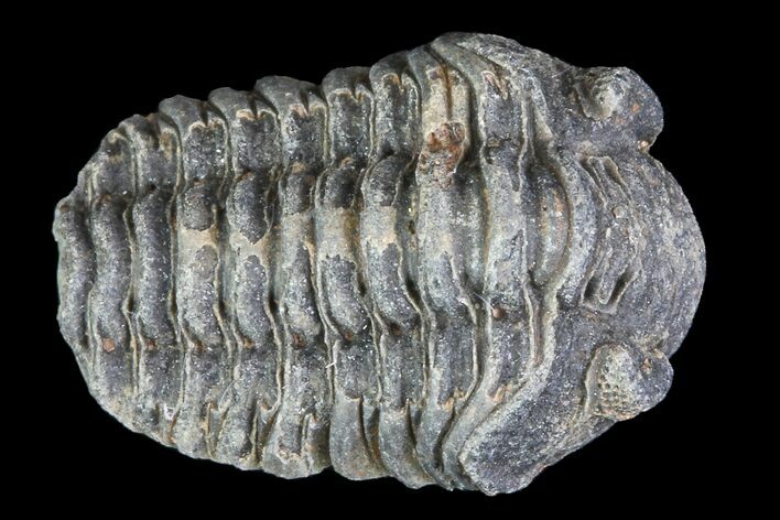 Small Acastoides Trilobite Fossil - Morocco #76421